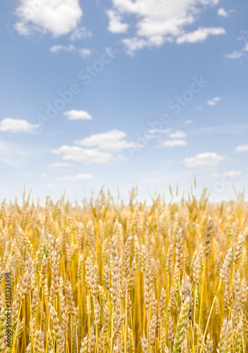 Field wheat in period harvest on background cloudy sky