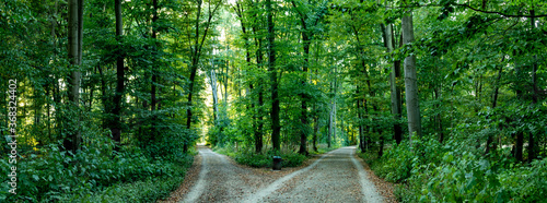 two paths in a forest that separate