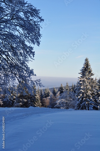 Winterwald in den Bergen 