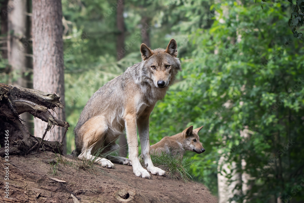 Obraz premium Wolf with cub