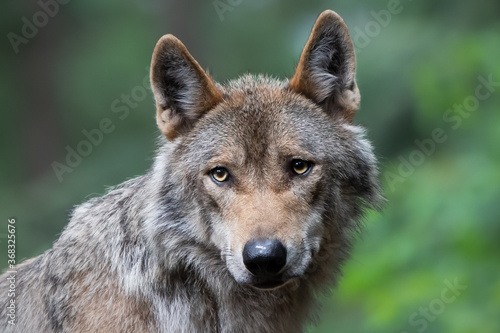 Wolf Portrait