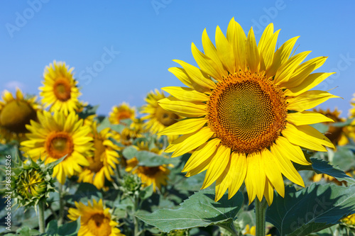 Sunflower natural background. Sunflower blooming. Close-up of sunflower