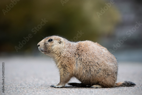 Prairie dog 