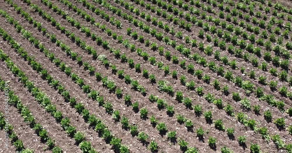 Flight over a vegetable field Flight over a vegetable field