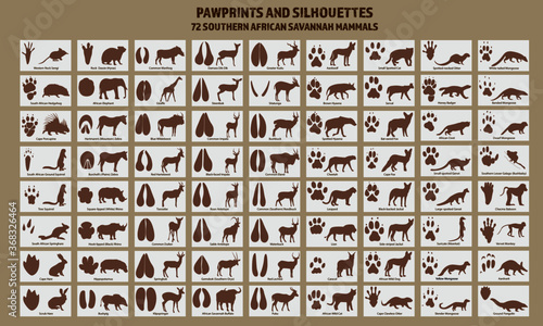 African mammal paw prints and silhouettes, including wild cats and elephant