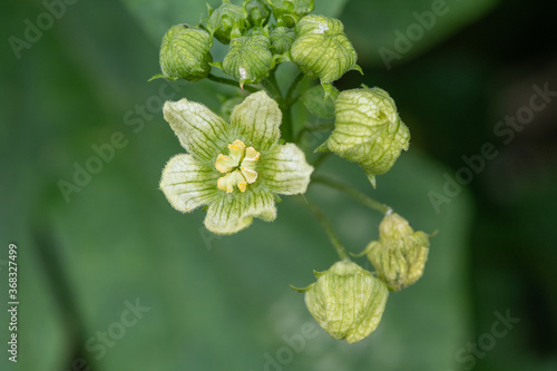 Macro shot of a white bryony (bryonia alba) flower photo