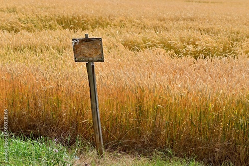 Wooden sign by a cereal field. Information on planting at the field field. Ripe corn ready for a good harvest. Golden corn field.