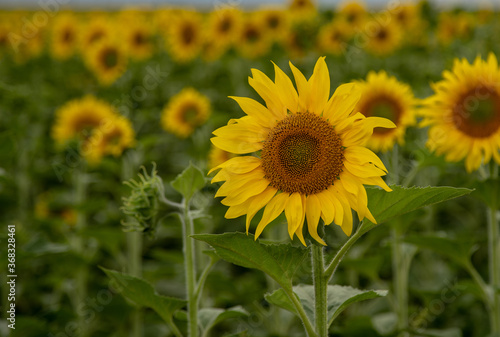 Close-up of a blooming sunflower against the background of a yellow field.