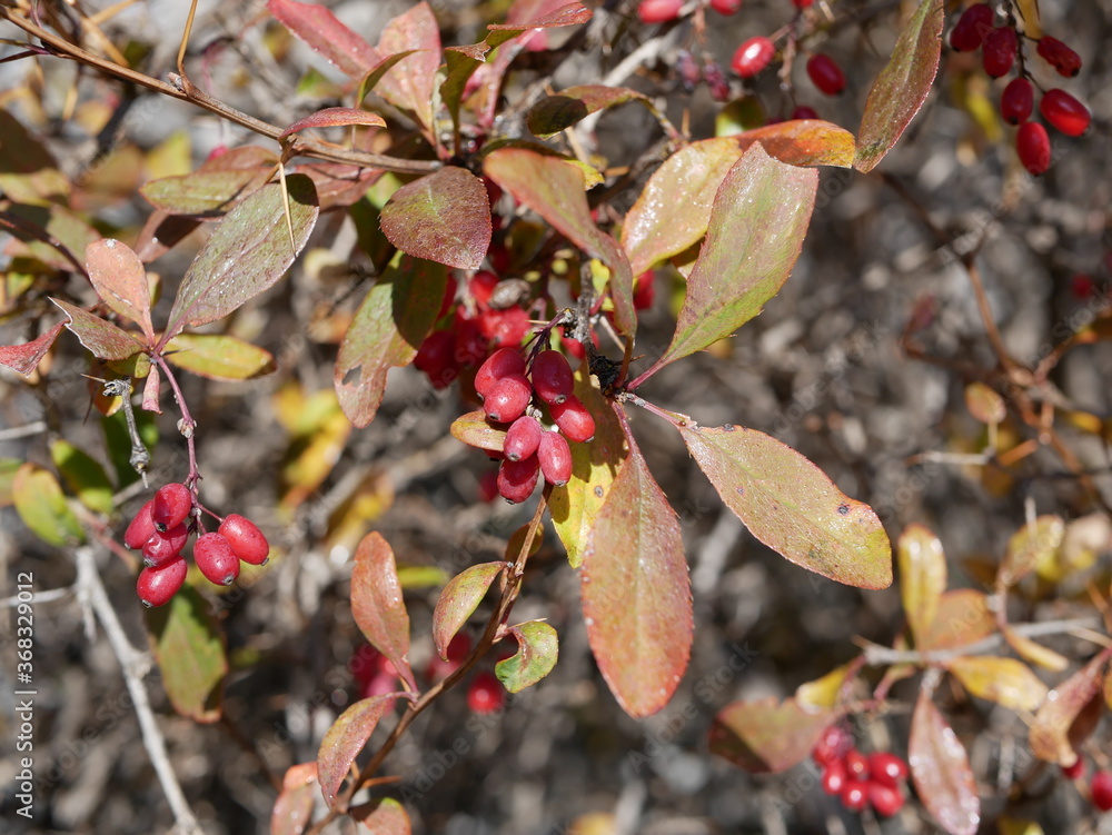 Large ripe red-maroon barberry berries hang on a branch of a shrub with red-green leaves and thorns on a clear autumn day. Harvest of delicious berries with a high content of vitamins and trace elemen