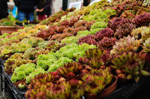 Farmer's Market Succulents