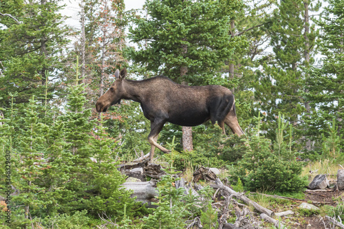 Cow Moose on a mountain ridge. Moose in the Colorado Rocky Mountains © Gary