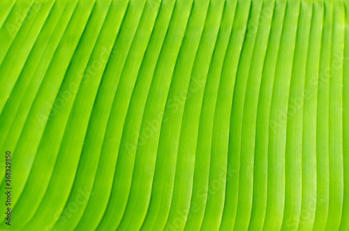 green leaf texture