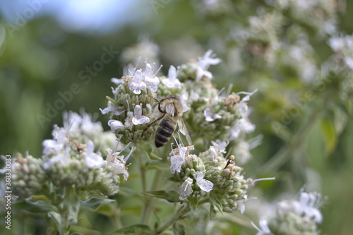 bee on a flower of Pycnanthemum pilosum © Linda