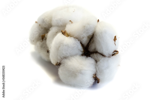 Cotton plant isolated on white background
