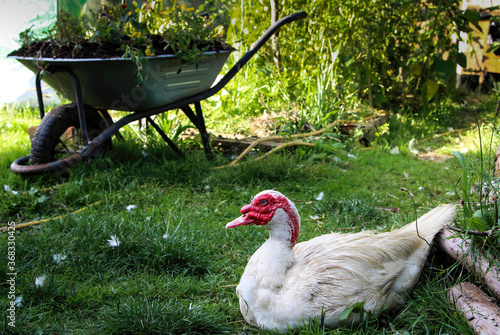 French Farm Bird