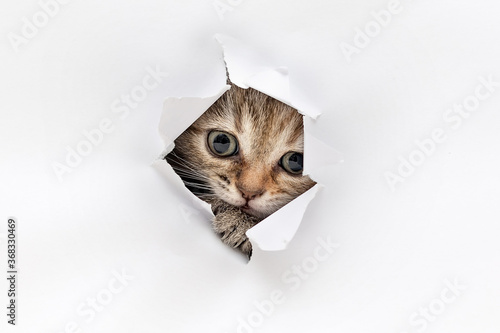 Kitten look through a hole in the paper