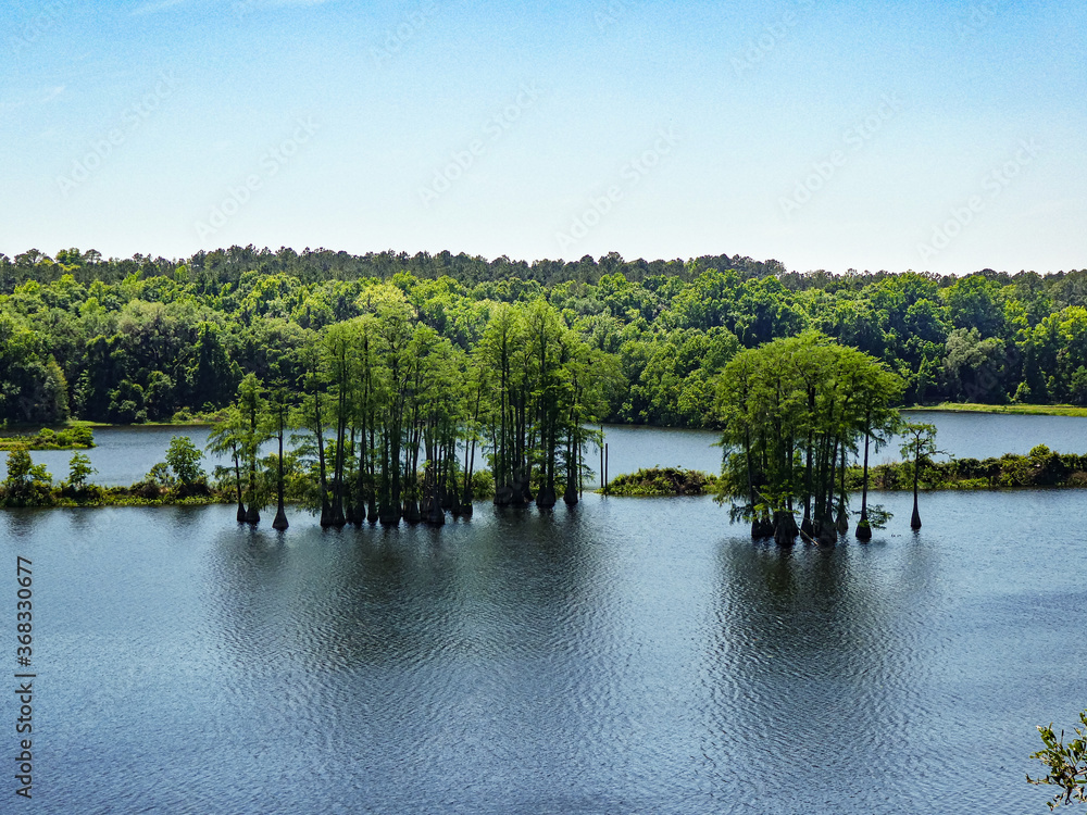 Grove of Cypress Trees in Lake with Blue Sky