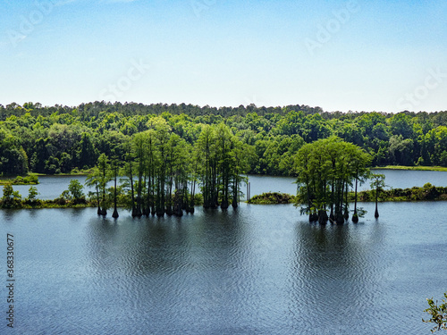 Grove of Cypress Trees in Lake with Blue Sky
