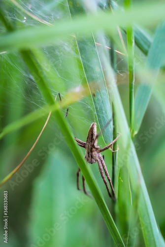 Nahaufnahme einer Spinne die Ihr Netz im Gras versteckt hat.