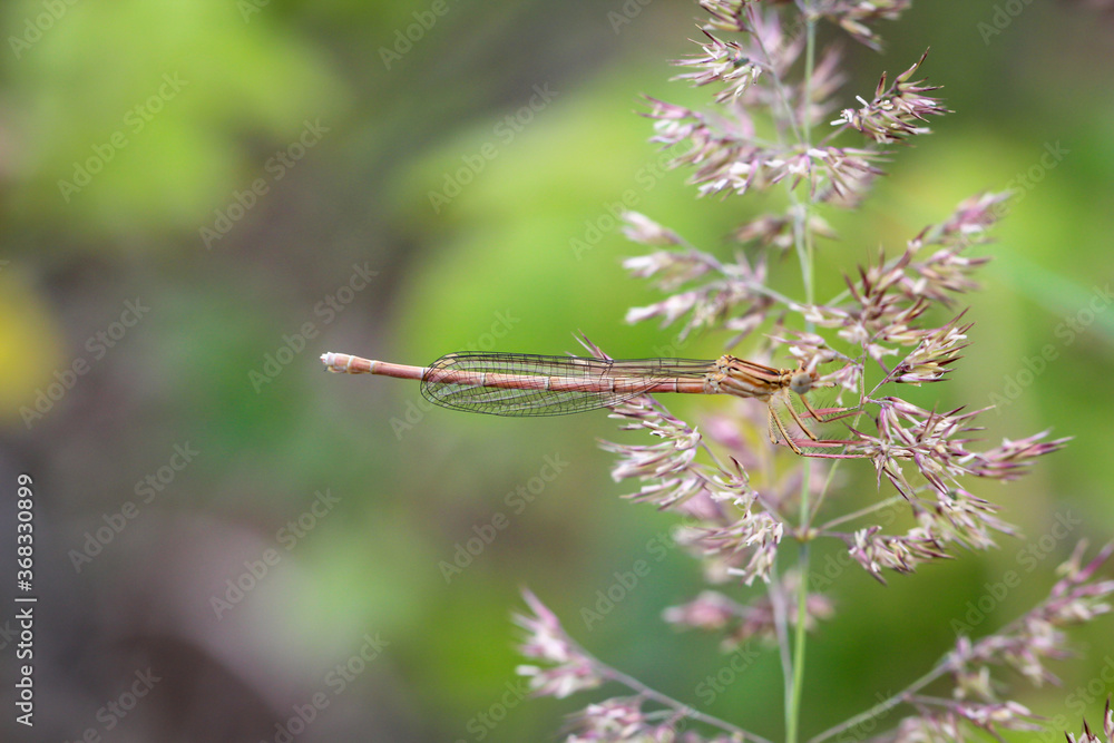 Fototapeta premium Portrait einer Kleinlibelle (Zygoptera) oder Wasserjunfer. Sie gehören zu den Libellen.
