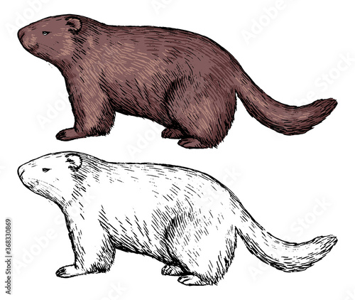 Realistic drawing of groundhog profile. Ink sketch of marmot. Set of black contour and color element isolated on white. Hand drawn vector illustration in vintage style. For design, decor, print, card.