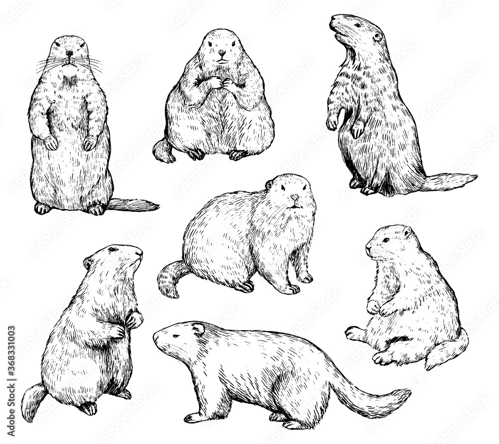 Set of hand drawn vector illustration. Realistic groundhogs in