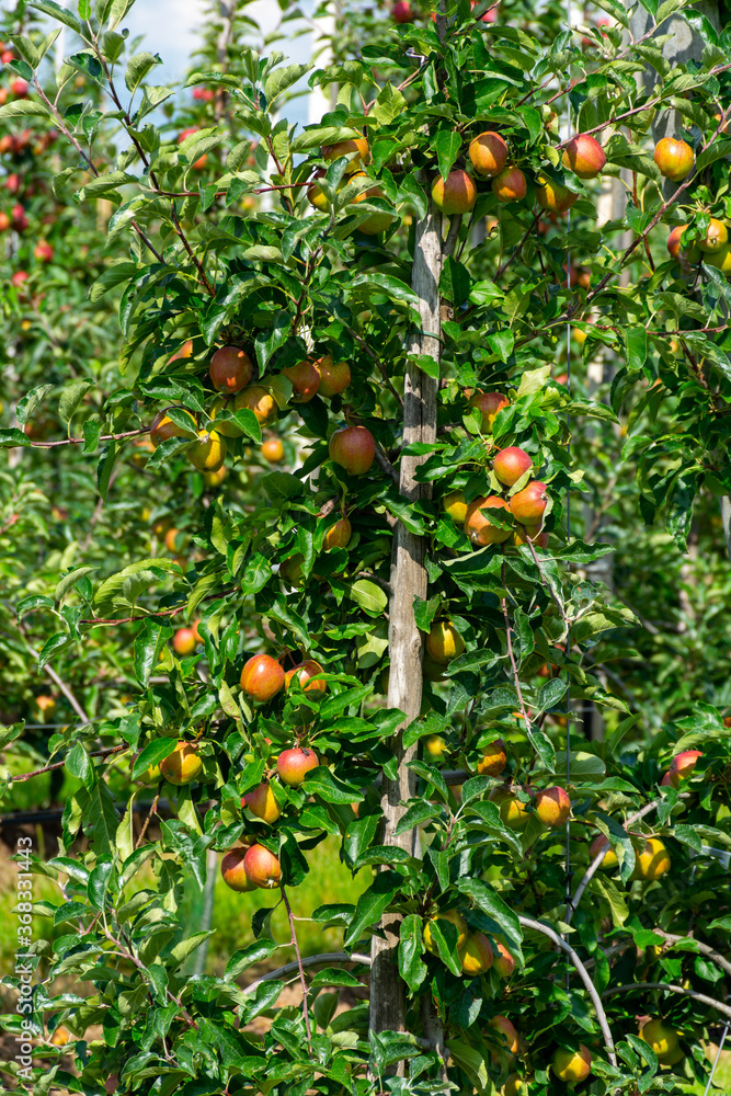 Green organic orchards with rows of apple trees with ripening fruits in summer