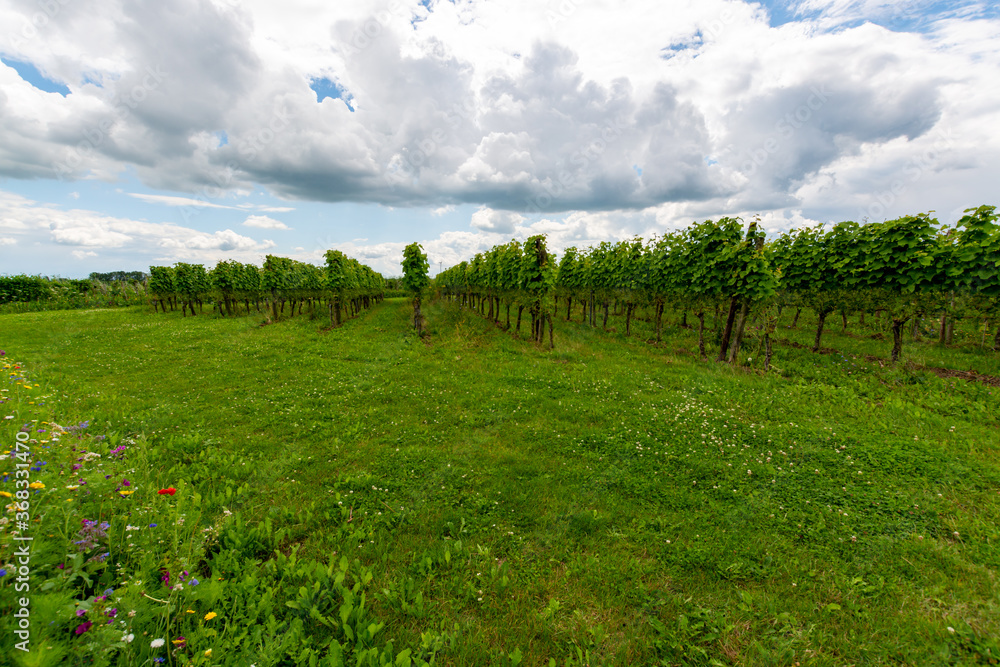Naklejka premium Summertime on Dutch vineyard, young green grapes hanging and ripening on grape plants