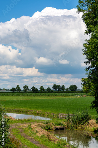 Dutch green landscape in summer in fruit region Betuwe, Gelderland © barmalini