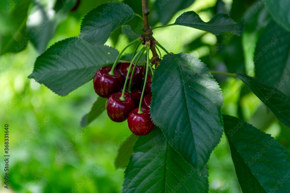 Big dark ripe cherries on cherry trees plantation in Netherland Big dark ripe cherries on cherry trees plantation in Netherland