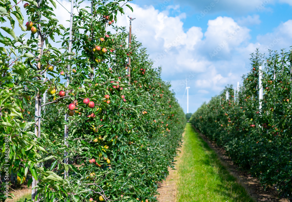 Green organic orchards with rows of apple trees with ripening fruits in summer Green organic orchards with rows of apple trees with ripening fruits in summer
