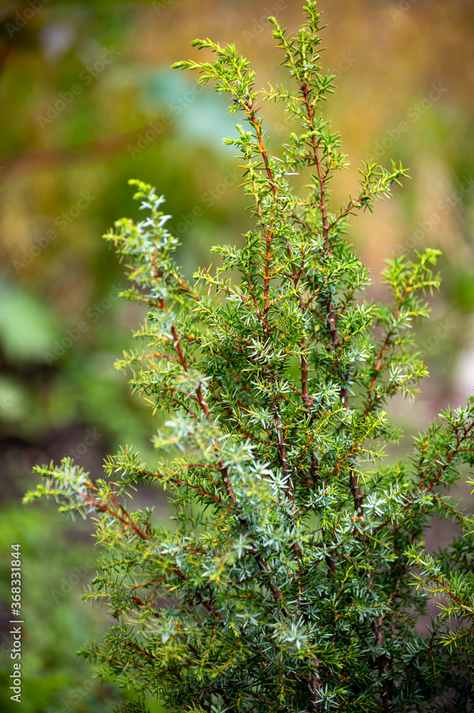 Botanical collection of medicinal plants and herbs, juniperus communis or common juniper conifer shrub Botanical collection of medicinal plants and herbs, juniperus communis or common juniper conifer shrub