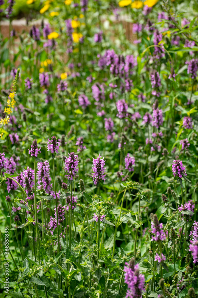 Obraz premium Botanical collection of medicinal plants and herbs, Betonica or Stachys officinalis, hedgenettle, betony, bishopwort plant