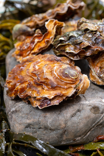 Fresh zeeuwse creuse pacific or japanese oysters molluscs on fish market in Netherlands