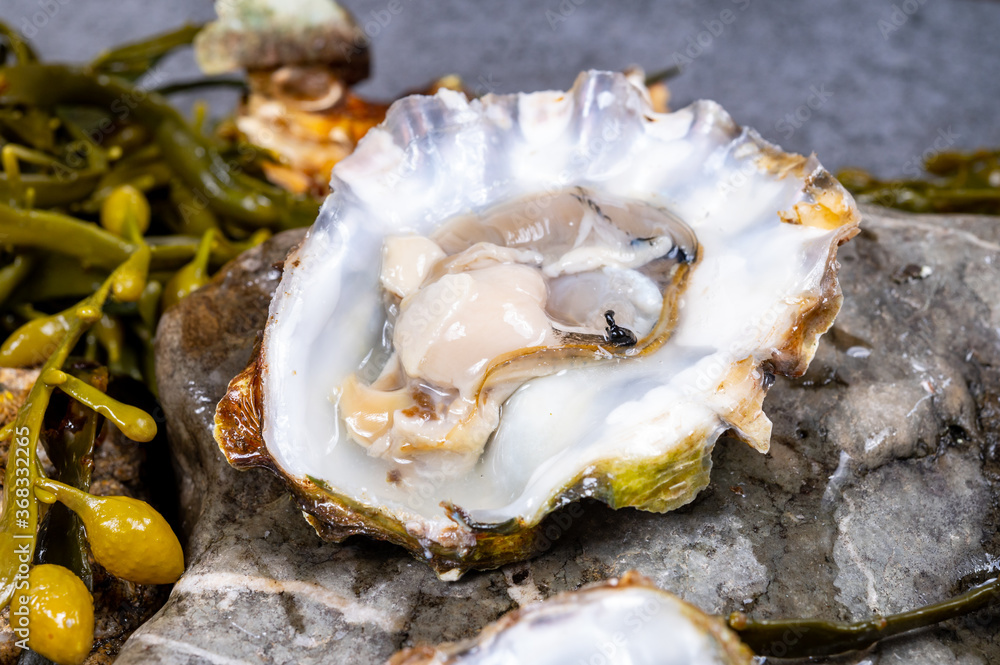 Fresh open zeeuwse creuse pacific or japanese oysters molluscs on fish market in Netherlands