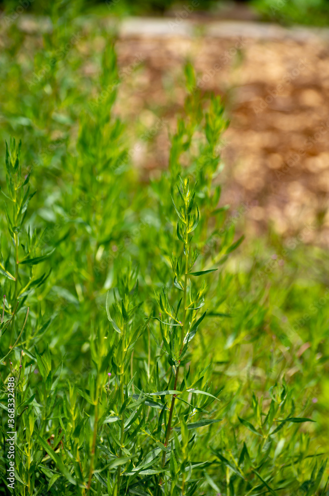 Botanical collection of culinary plants and herbs, Tarragon, Artemisia dracunculus or green estragon plant Botanical collection of culinary plants and herbs, Tarragon, Artemisia dracunculus or green estragon plant