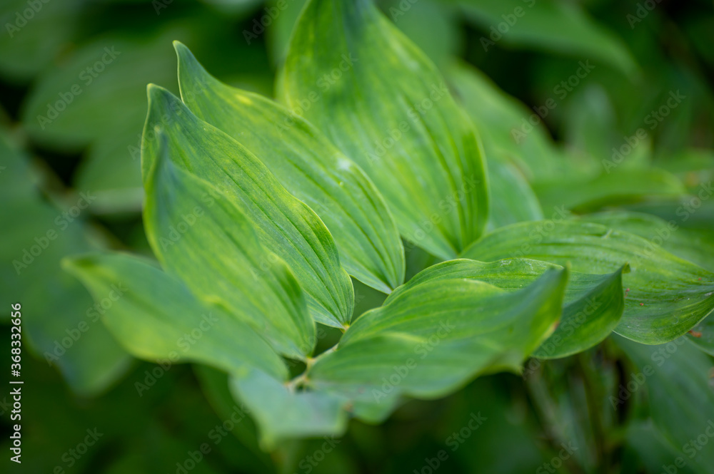 Obraz premium Botanical collection of medicinal plants and herbs, Polygonatum multiflorum, Solomon's seal or David's harp, ladder-to-heaven plant