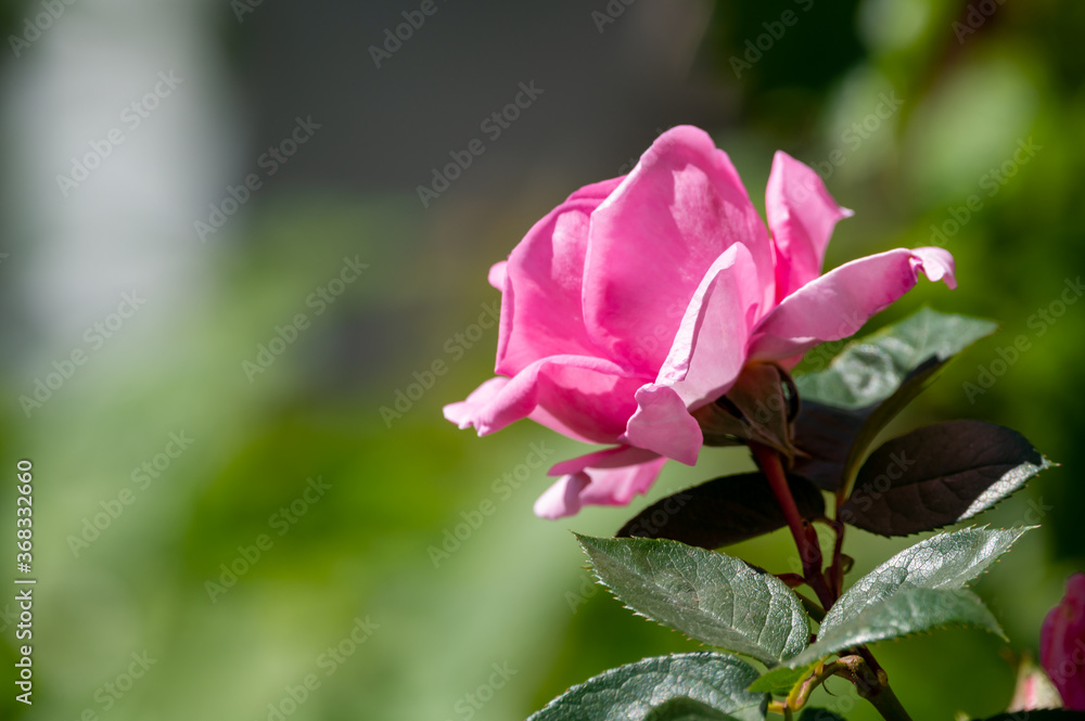 One big pink garden rose flower on green nature background One big pink garden rose flower on green nature background