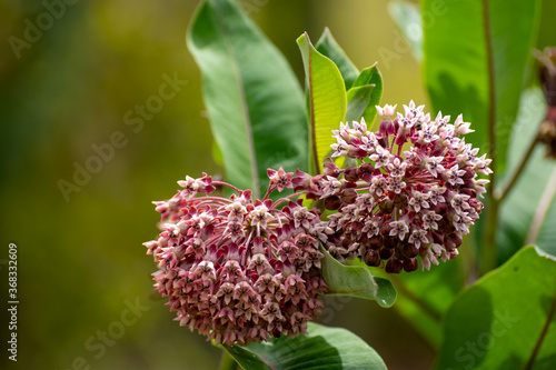 Botanical collection of insect friendly or decorative plants and flowers, Asclepias syriaca or milkweed, butterfly flower, silkweed, silky swallow-wort, Virginia silkweed plant photo
