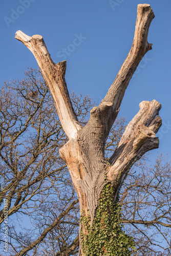 Tree which has been severely trimmed for safety in wooded area by a footpath.