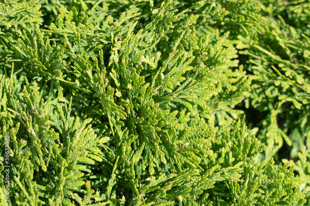 Bush texture background. Beautiful natural green color. Bush texture background. Beautiful natural green color.