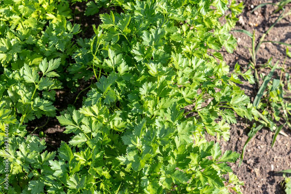 natural lighting of the frame. Garden. Parsley is grown. Without the use of chemicals. Environmentally friendly product. natural lighting of the frame. Garden. Parsley is grown. Without the use of chemicals. Environmentally friendly product.