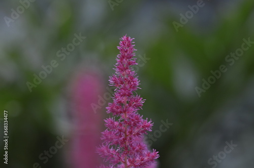 Flowers in a flower bed