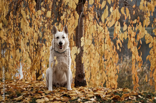  autumn leaves and a white dog