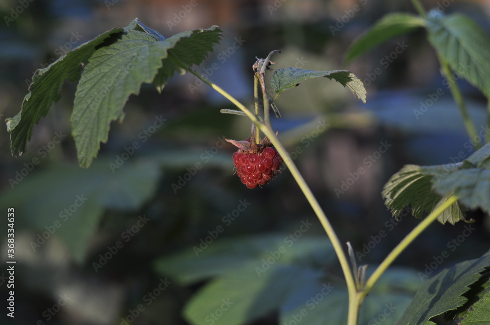 Raspberries are ripe in the garden Raspberries are ripe in the garden
