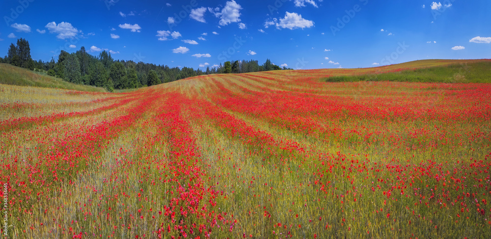 Red poppies field aerial landscape