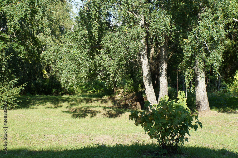 tree in the park tree in the park