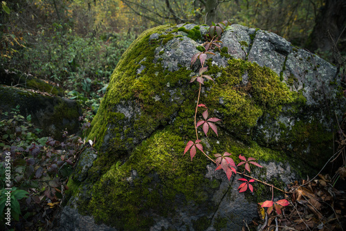 Branch with red grape leaves on a background of stone covered with green moss ..