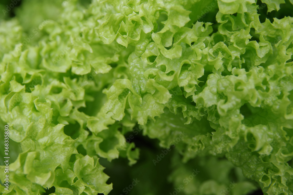 Healthy lettuce growing in the soil. Fresh green leaf lettuce plants grows in the greenhouse. Salad leaf background. Green lettuce bush top view Healthy lettuce growing in the soil. Fresh green leaf lettuce plants grows in the greenhouse. Salad leaf background. Green lettuce bush top view