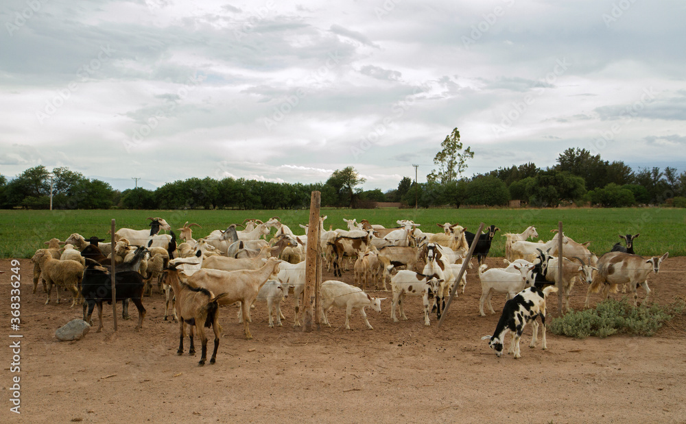 Obraz premium Rural scenic. Herd of goats in the farm.
